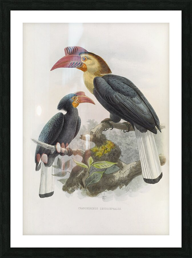 Cranorrhinus leucocephalus 1882 Picture Frame print
