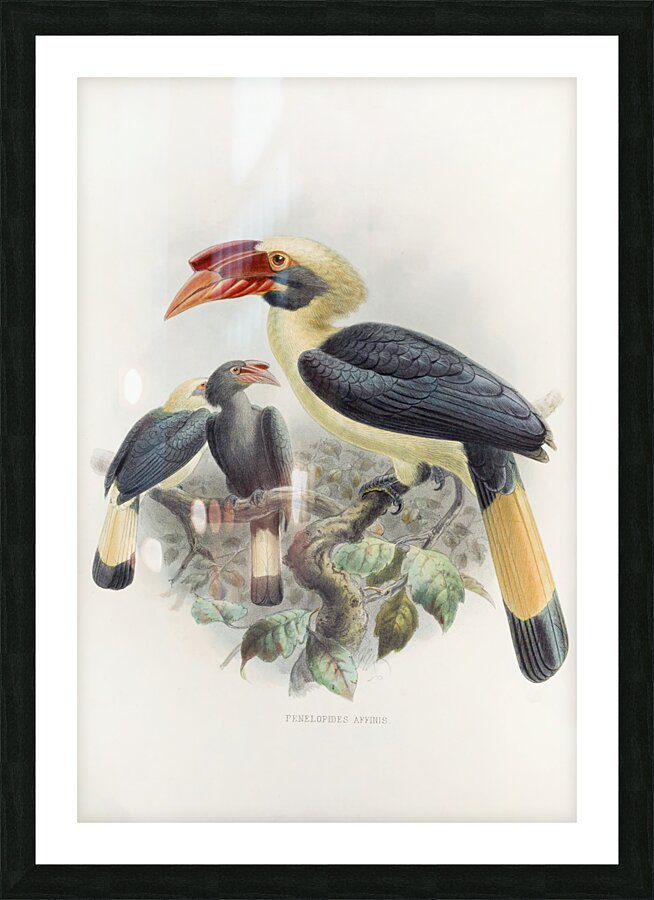 Penelopides affinis 1882 Picture Frame print