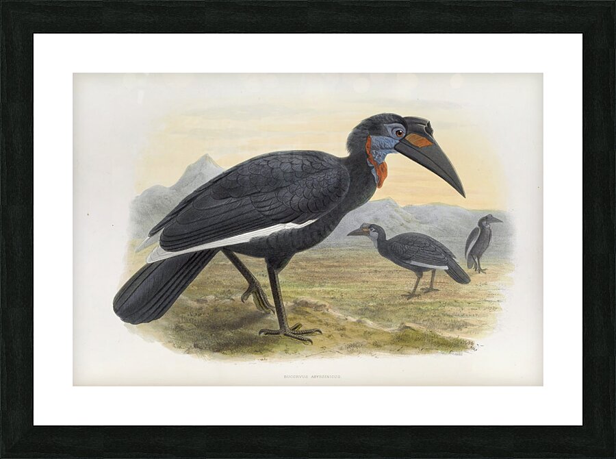 Bucorvus abyssinicus 1882 Picture Frame print