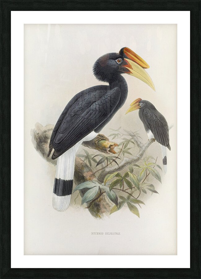 Buceros sylvestris 1882 Picture Frame print