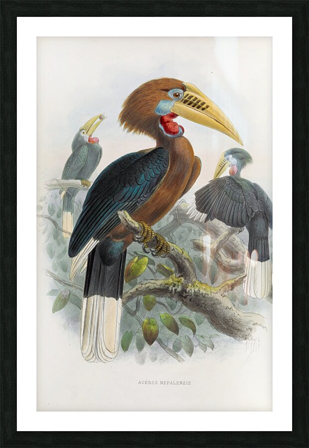 Aceros nepalensis 1882 Picture Frame print