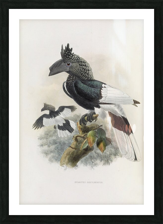 Bycanistes subcylindricus 1882 Picture Frame print