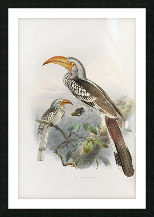 Tockus flavirostris 1882 Picture Frame print