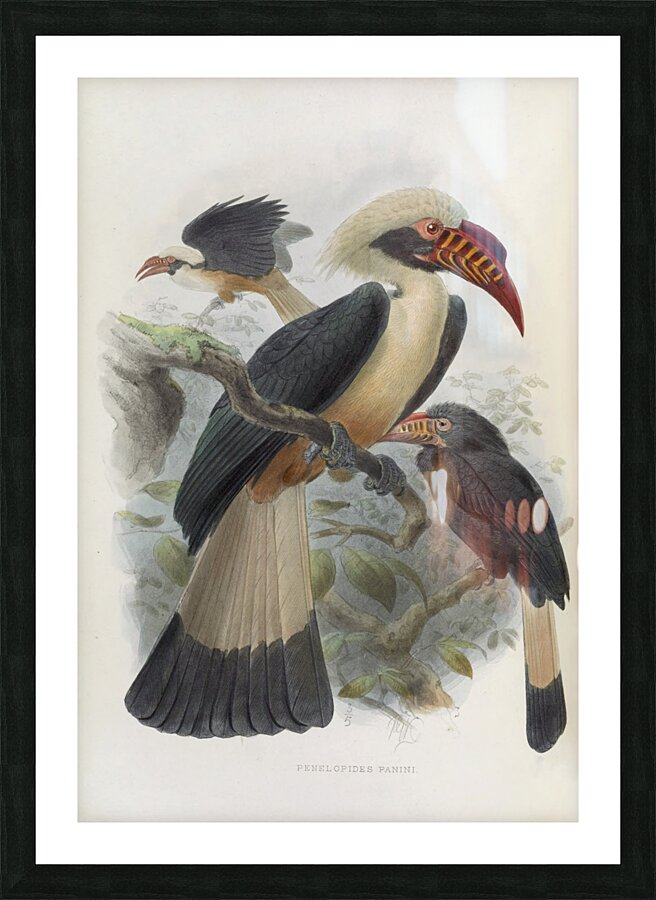 Penelopides panini 1882 Picture Frame print