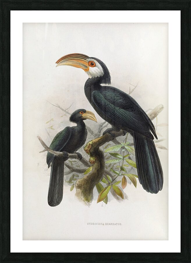 Hydrocissa exarhatus 1882 Picture Frame print