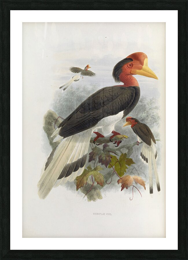 Rhinoplax vigil 1882 Picture Frame print