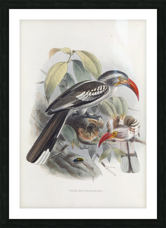 Tockus erythrorhynchus 1882 Picture Frame print