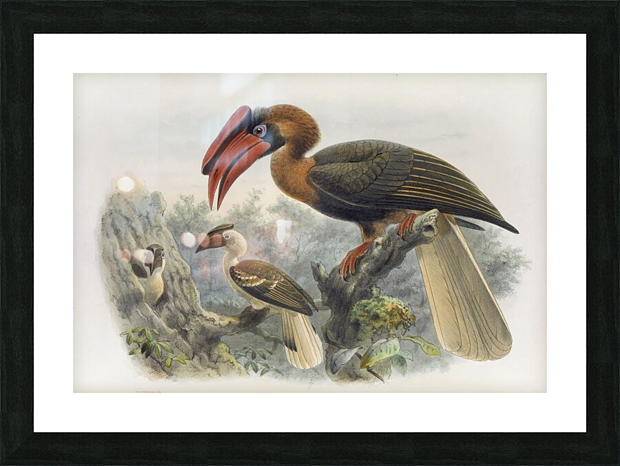 Hydrocorax planicornis 1882 Picture Frame print