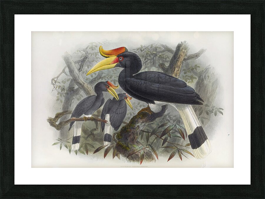 Buceros rhinoceros 1882 Picture Frame print