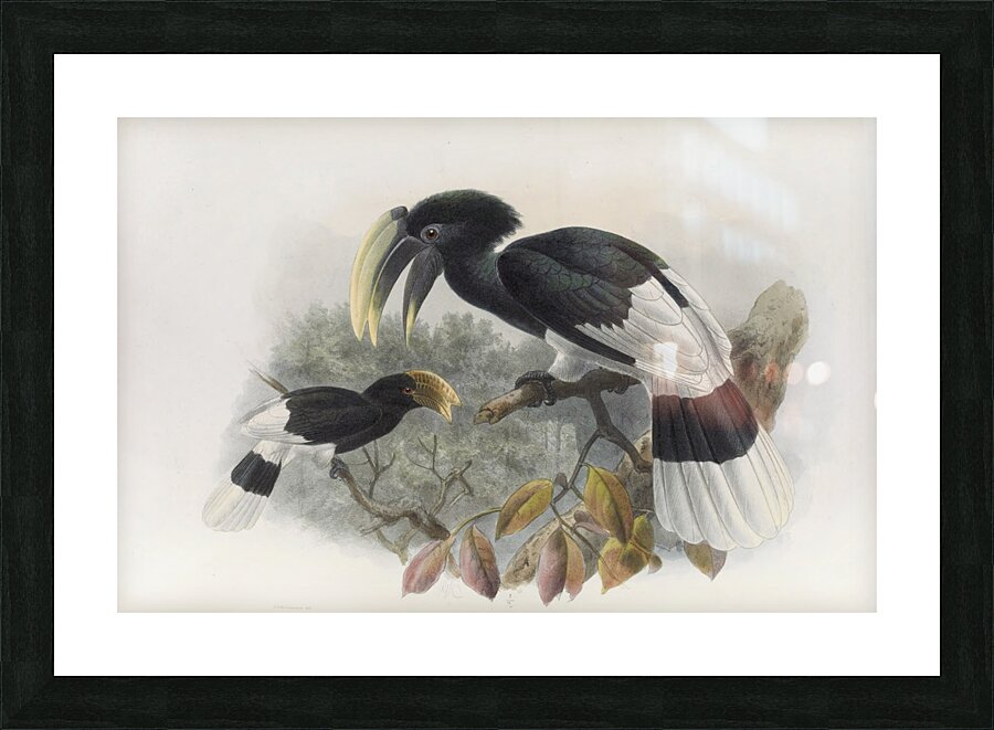 Bycanistes albotibialis 1882 Picture Frame print