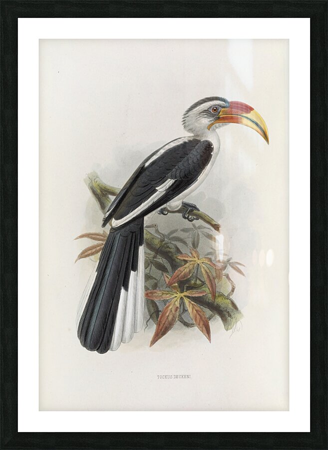 Tockus deckeni 1882 Picture Frame print