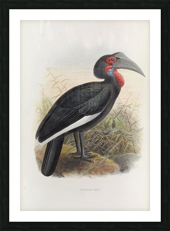Bucorvus cafer 1882 Picture Frame print