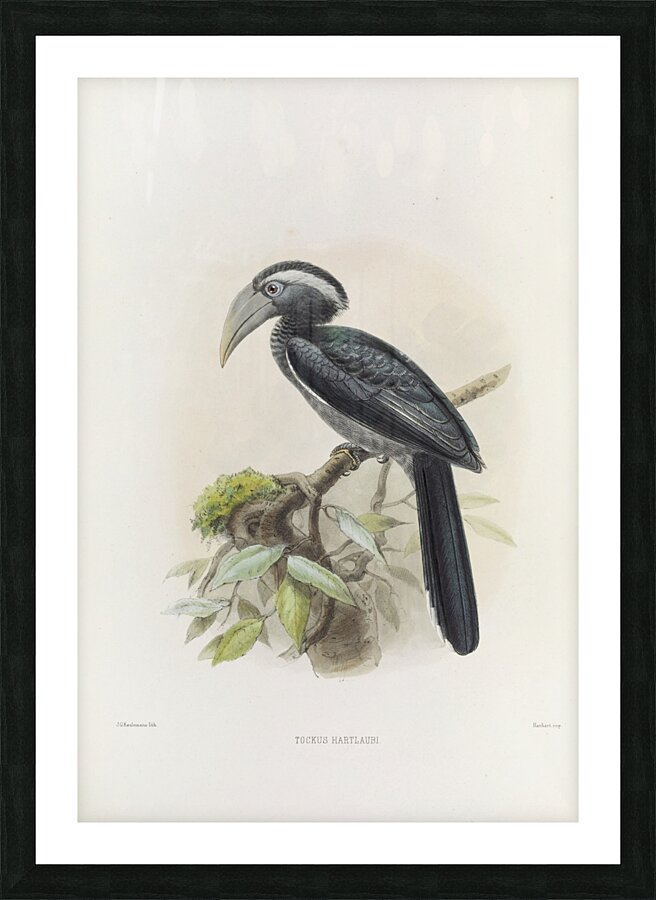 Tockus hartlaubi 1882 Picture Frame print