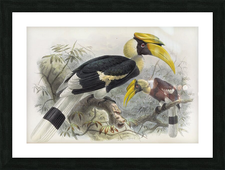 Dichoceros bicornis 1882 Picture Frame print