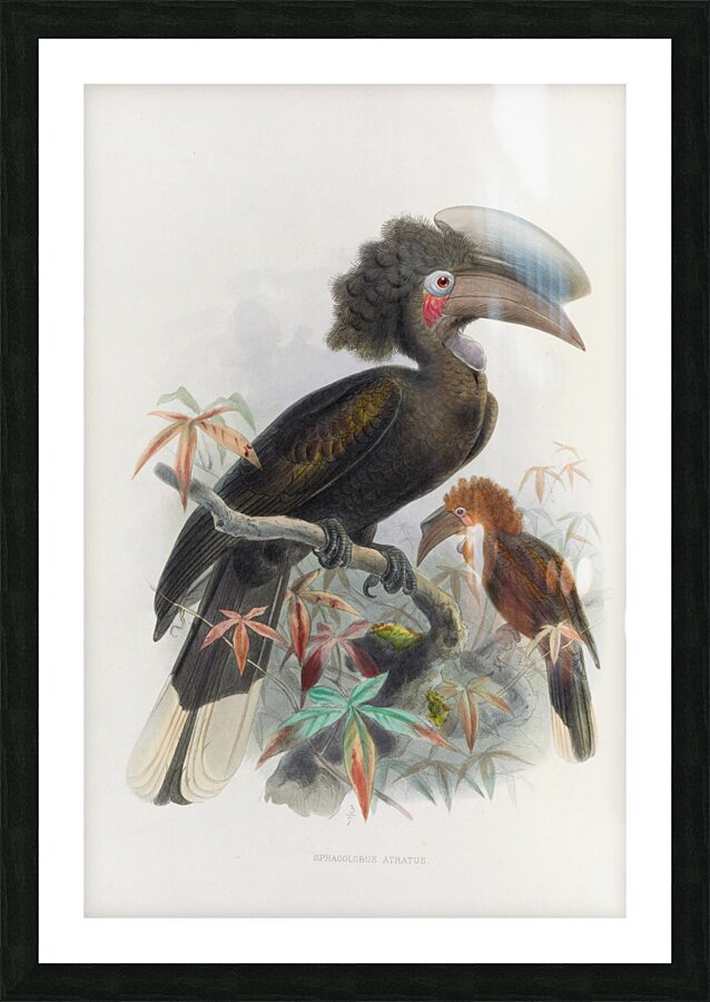 Sphagolobus atratus 1882 Picture Frame print