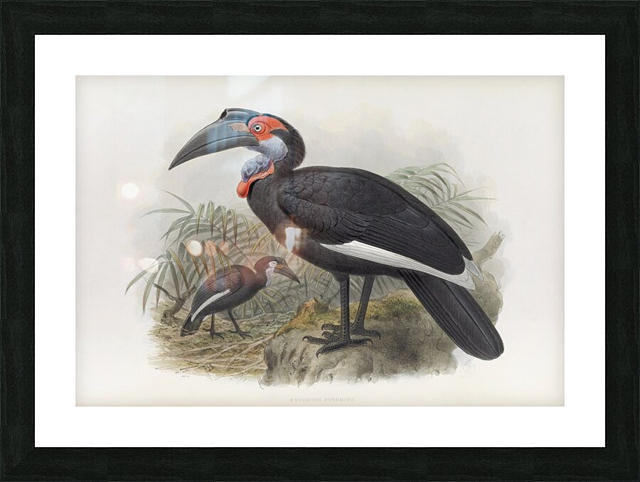 Bucorvus pyrrhops 1882 Picture Frame print
