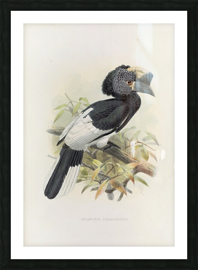Bycanistes subquadratus 1882 Picture Frame print