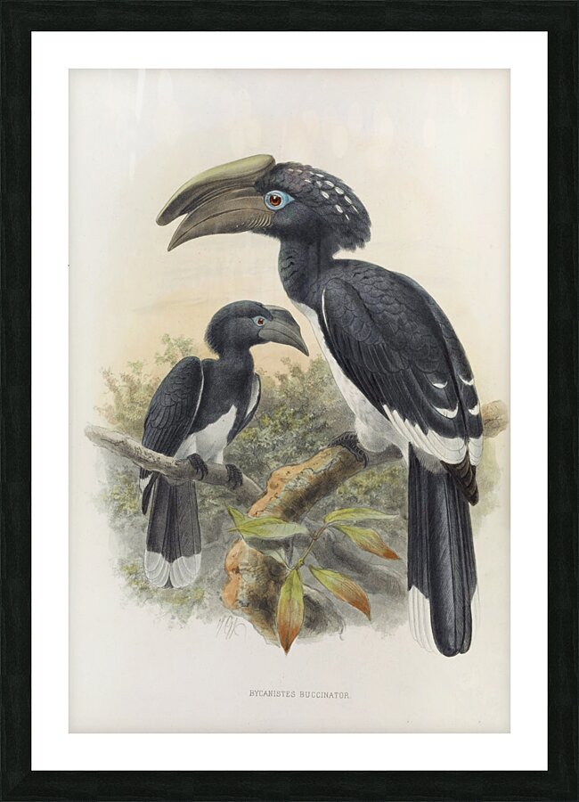 Bycanistes buccinator 1882 Picture Frame print