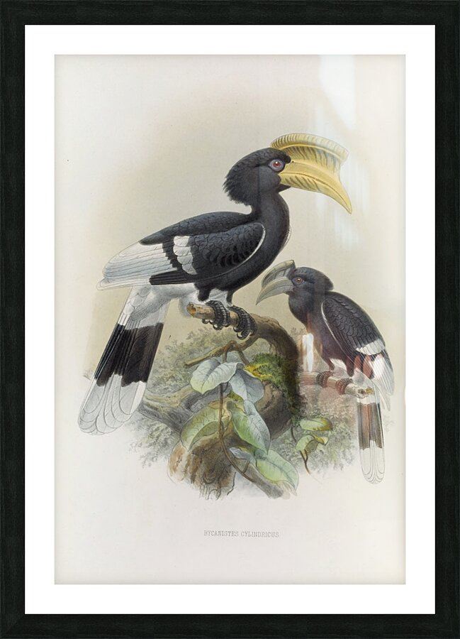 Bycanistes cylindricus 1882 Picture Frame print
