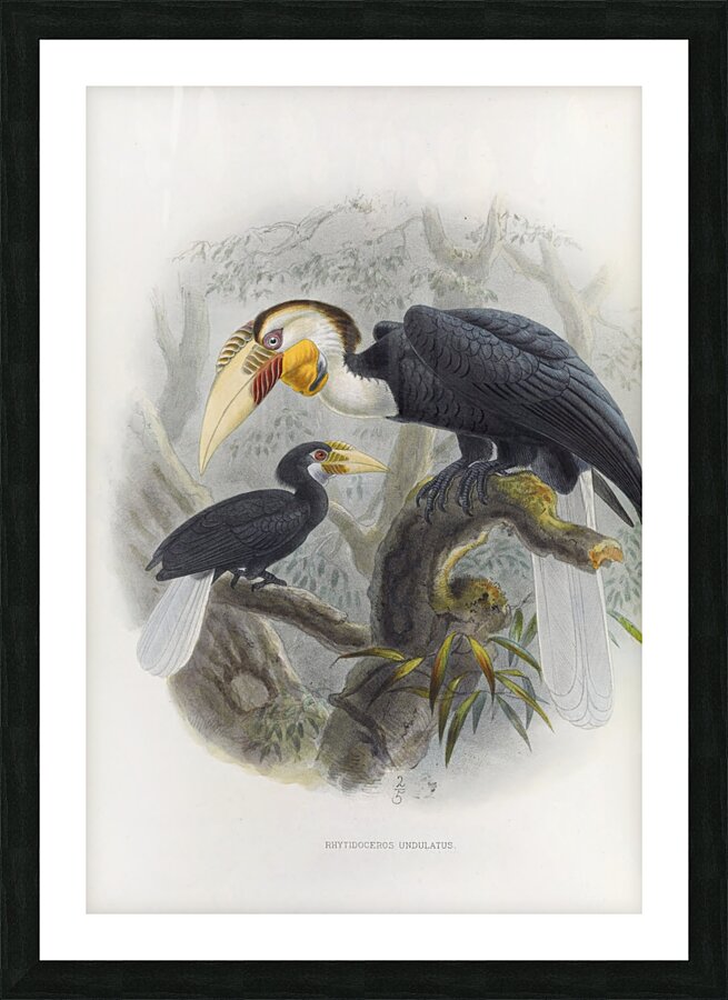 Rhytidoceros undulatus 1882 Picture Frame print