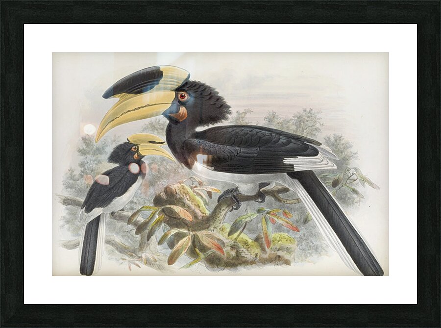 Anthracoceros coronatus 1882 Picture Frame print