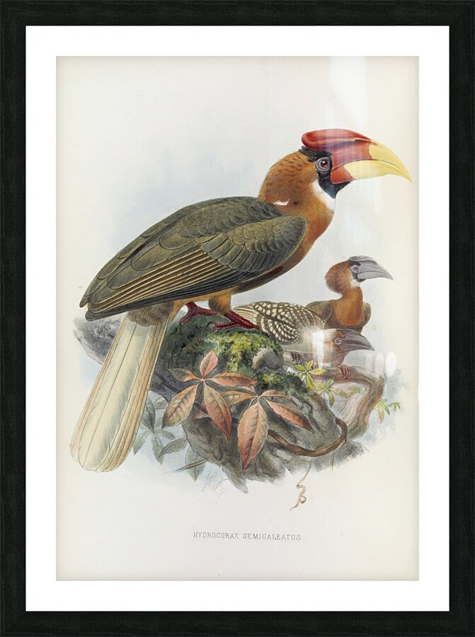 Hydrocorax semigaleatus 1882 Picture Frame print