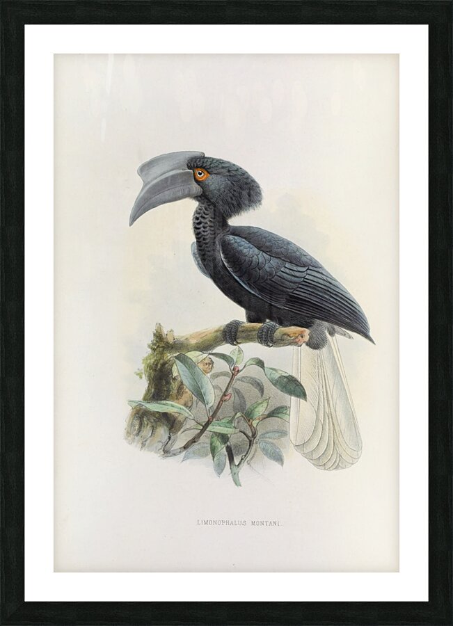 Limonophalus montani 1882 Picture Frame print