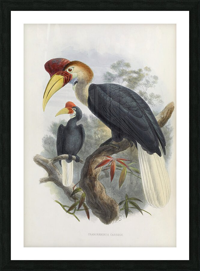 Cranorrhinus cassidix 1882 Picture Frame print