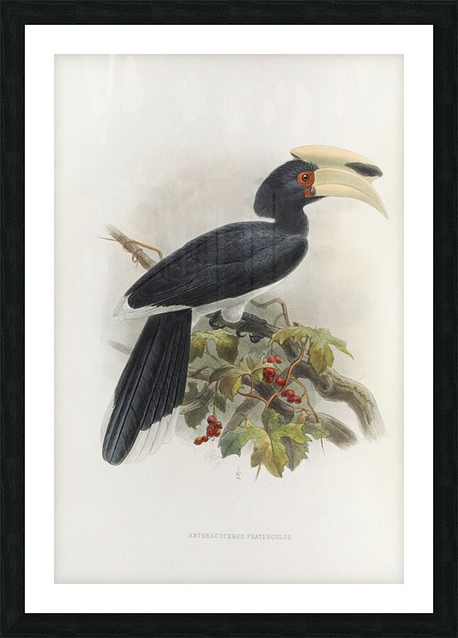 Anthracoceros fraterculus 1882 Picture Frame print