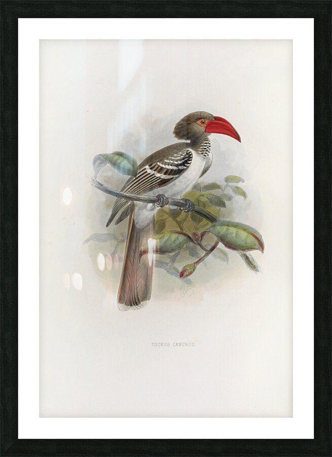 Tockus camurus 1882 Picture Frame print