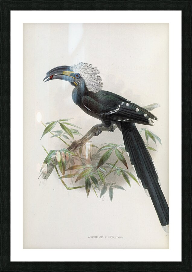 Anorrhinus albocristatus 1882 Picture Frame print