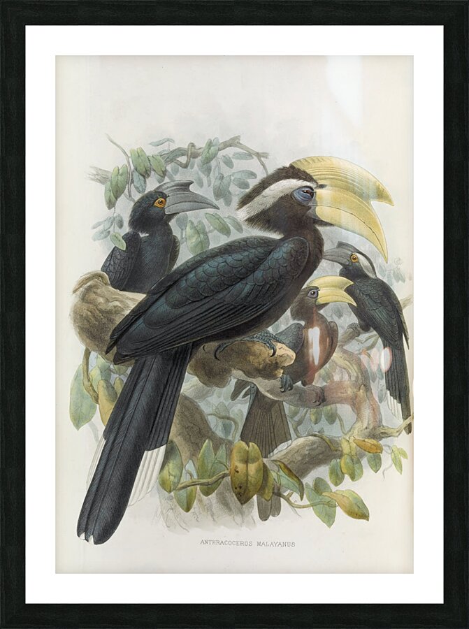 Anthracoceros malayanus 1882 Picture Frame print