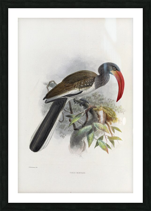 Tockus monteiri 1882 Picture Frame print