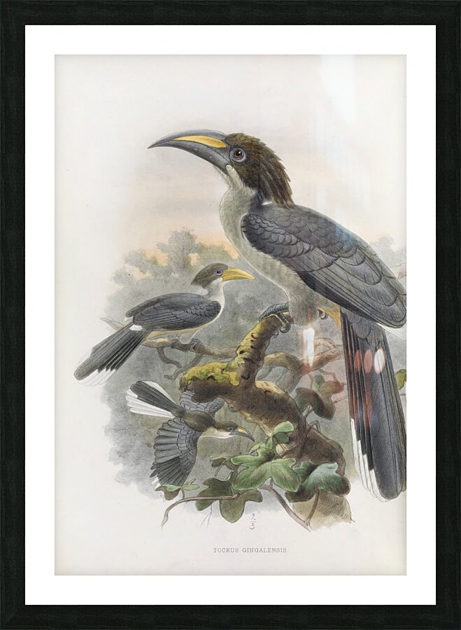 Tockus gingalensis 1882 Picture Frame print