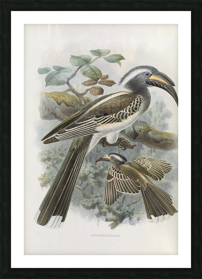 Lophoceros nasutus 1882 Picture Frame print