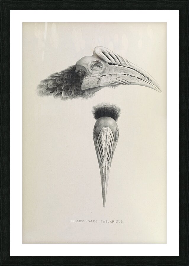 Pholidophalus casuarinus 1882 Picture Frame print