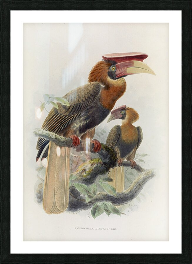 Hydrocorax mindanensis 1882 Picture Frame print