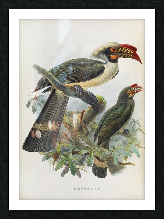 Penelopides manillae 1882 Impression et Cadre photo