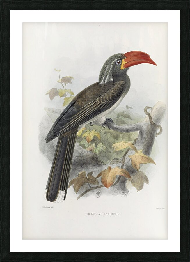 Tockus melanoleucus 1882 Picture Frame print