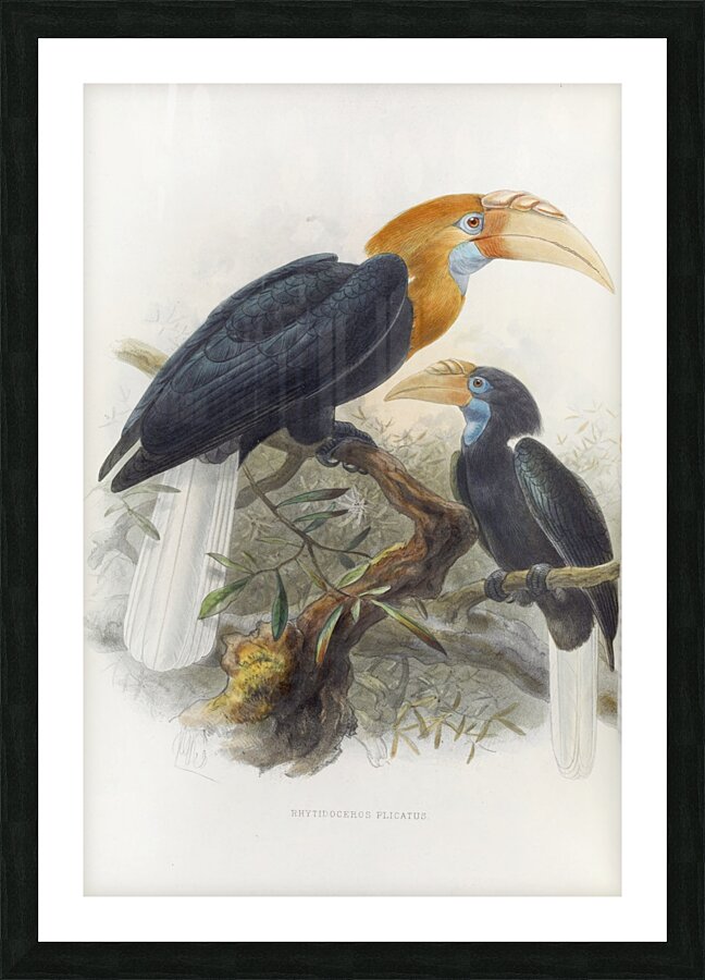 Rhytidoceros plicatus 1882 Picture Frame print