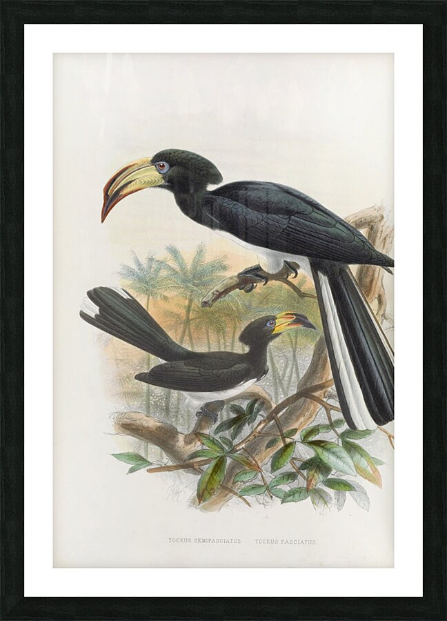 Tockus fasciatusTockus semifasciatus 1882 Picture Frame print