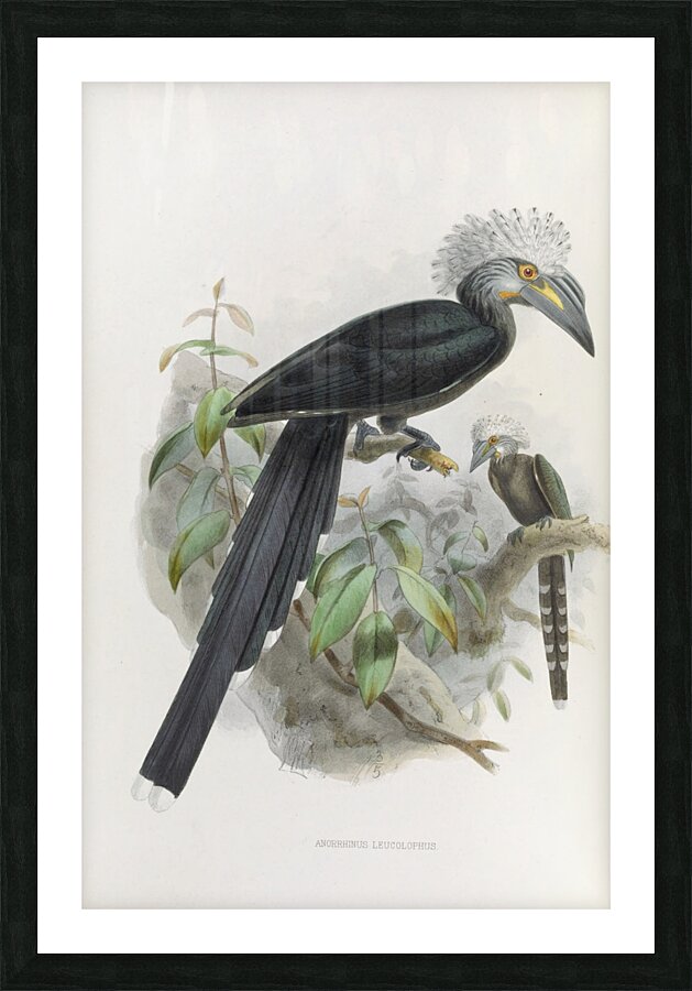 Anorrhinus leucolophus 1882 Picture Frame print