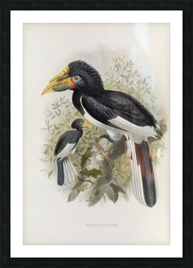 Pholidophalus sharpii 1882 Picture Frame print