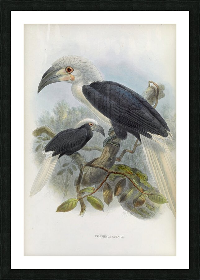 Anorrhinus comatus 1882 Picture Frame print