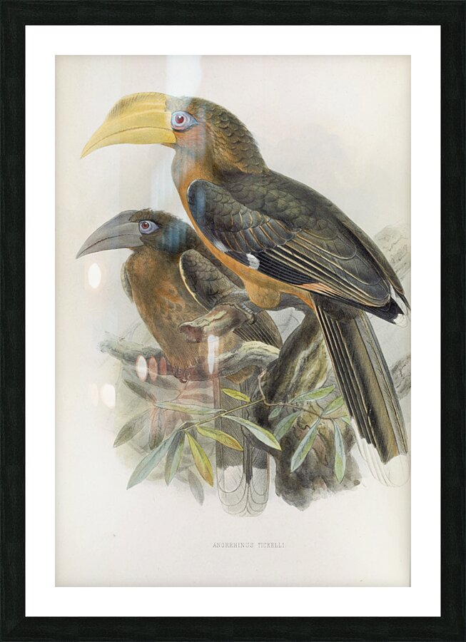 Anorrhinus tickelli 1882 Picture Frame print