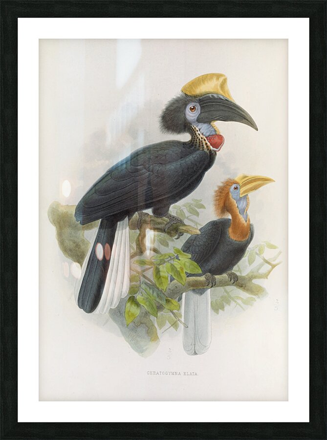 Ceratogymna elata 1882 Picture Frame print
