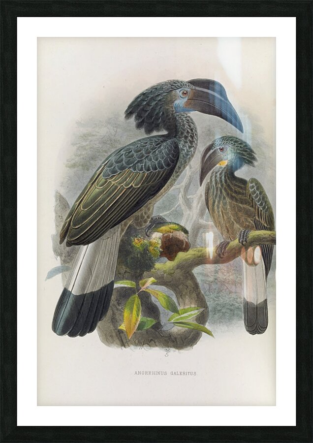 Anorrhinus galeritus 1882 Picture Frame print