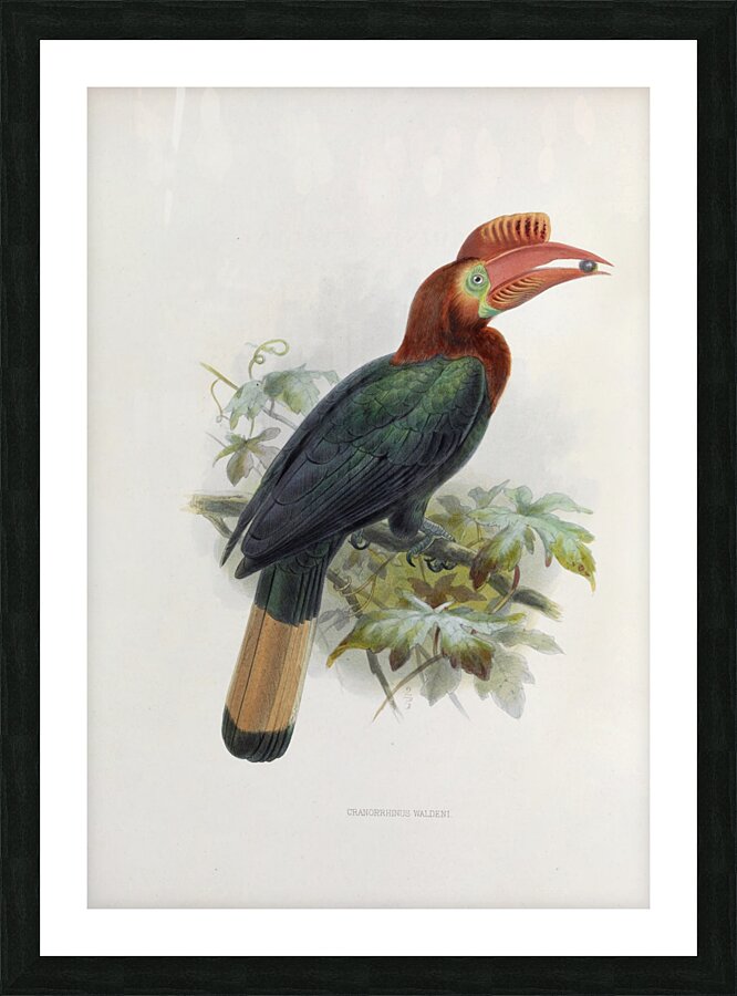 Cranorrhinus waldeni 1882 Picture Frame print