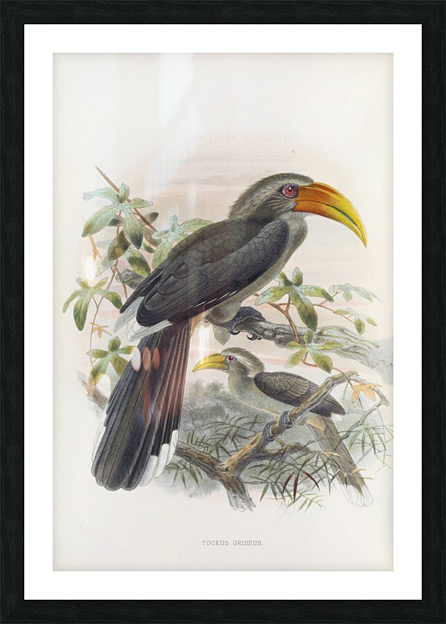 Tockus griseus 1882 Picture Frame print