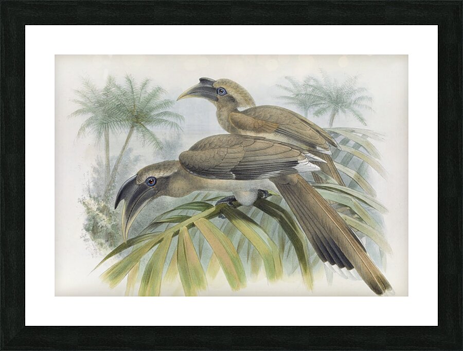 Lophoceros birostris 1882 Picture Frame print